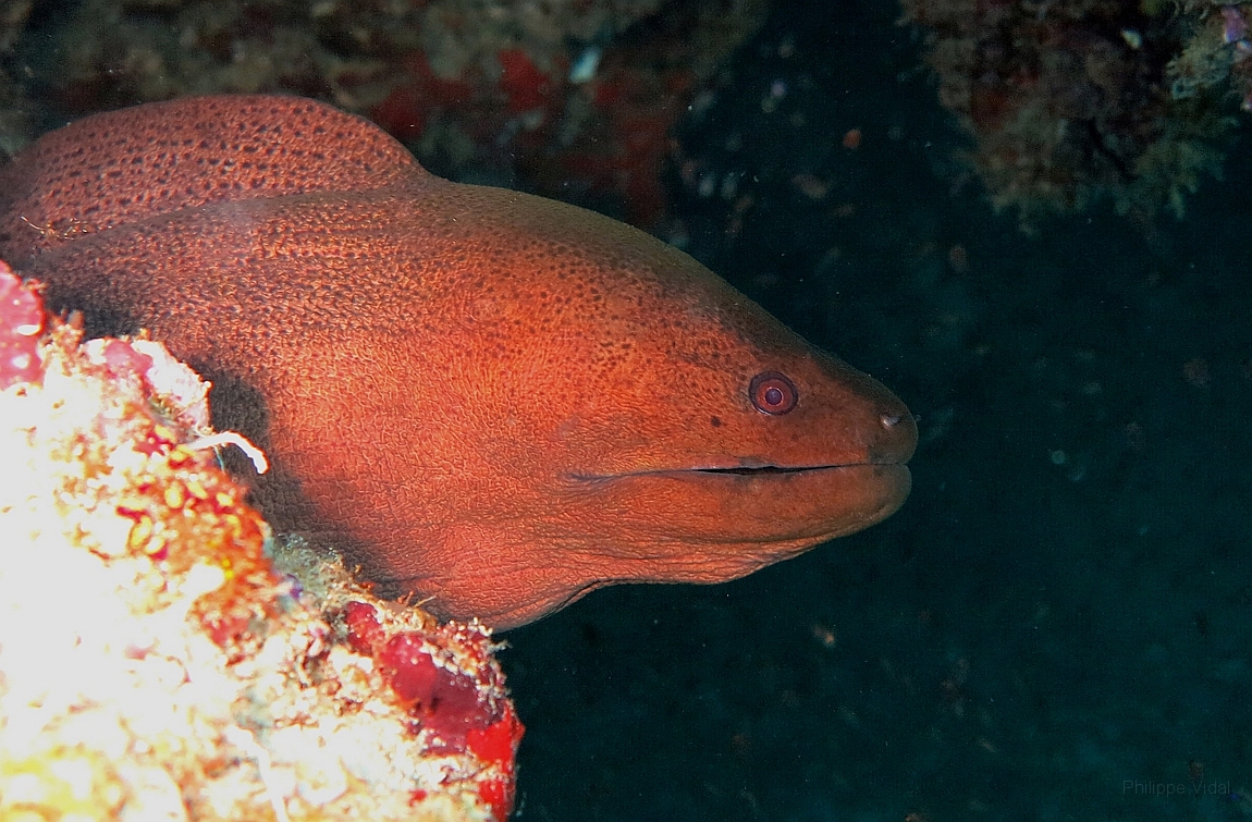 IMG_1309rf_Maldives_Madoogali_Plongee 14_Donagali caves_Murene javanaise_Gymnothorax javanicus.jpg